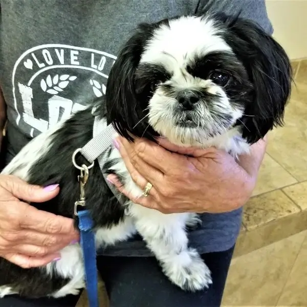 Train a Shih Tzu Puppy