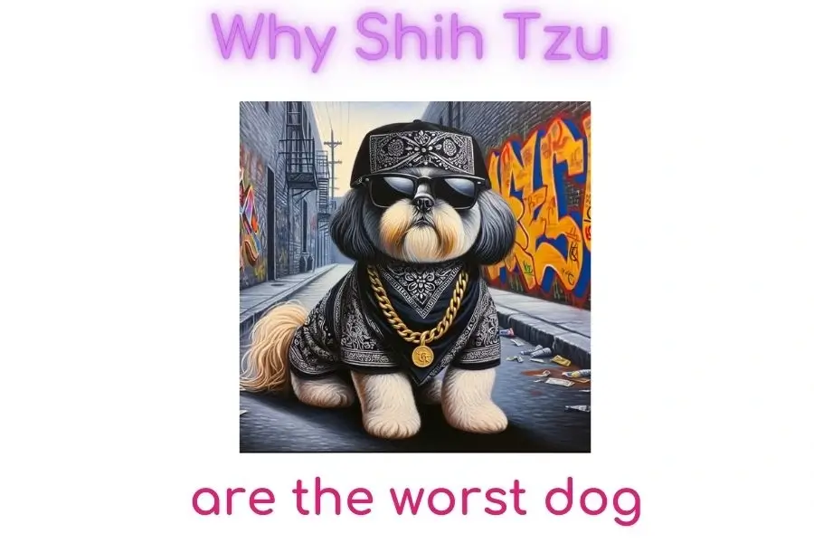 Why Shih tzu are the worst dog