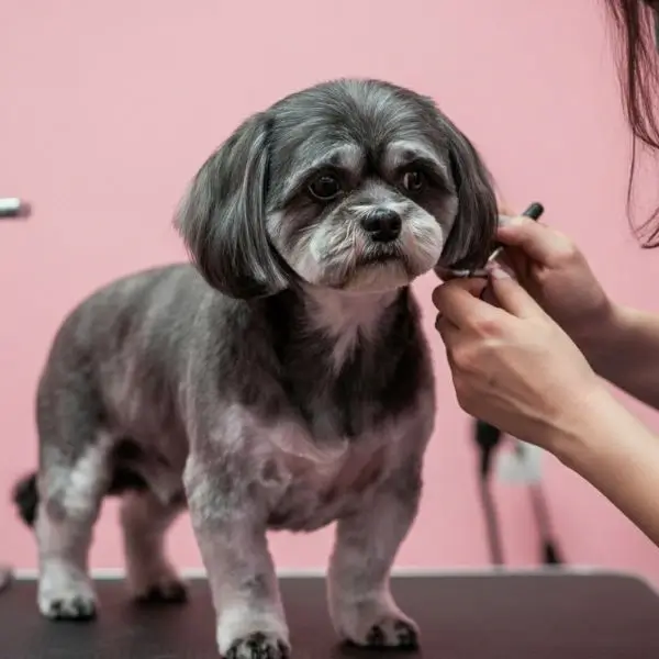 grooming a shih tzu