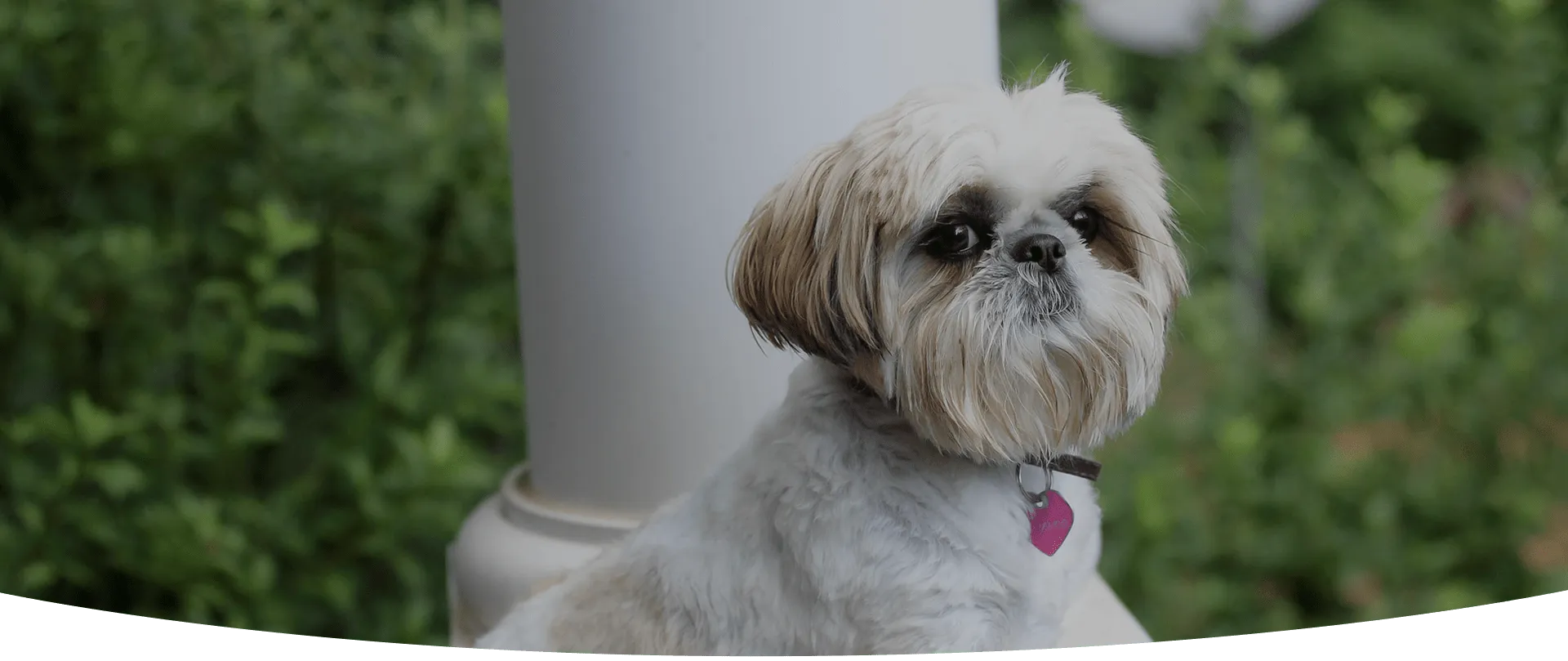 hero image shih tzu time