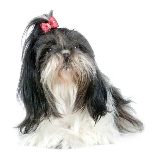 shih tzu in season
